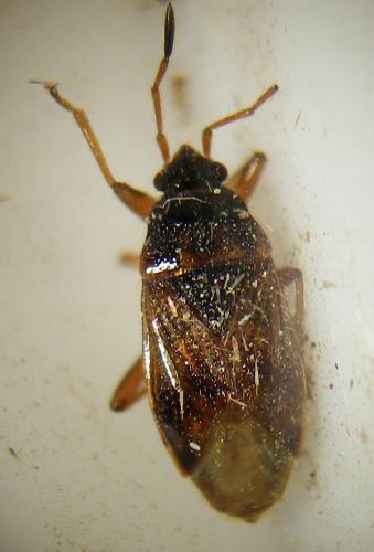 Réf. 257 124 : Lasiosomus enervis
